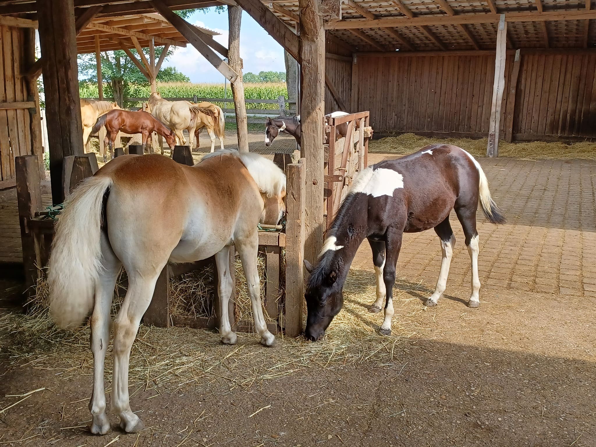 Pferde retten Speyer-Ersatzfamilie