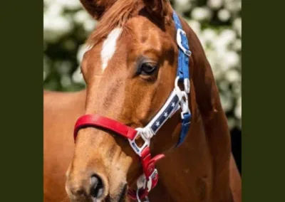 Star | Quarter Horse