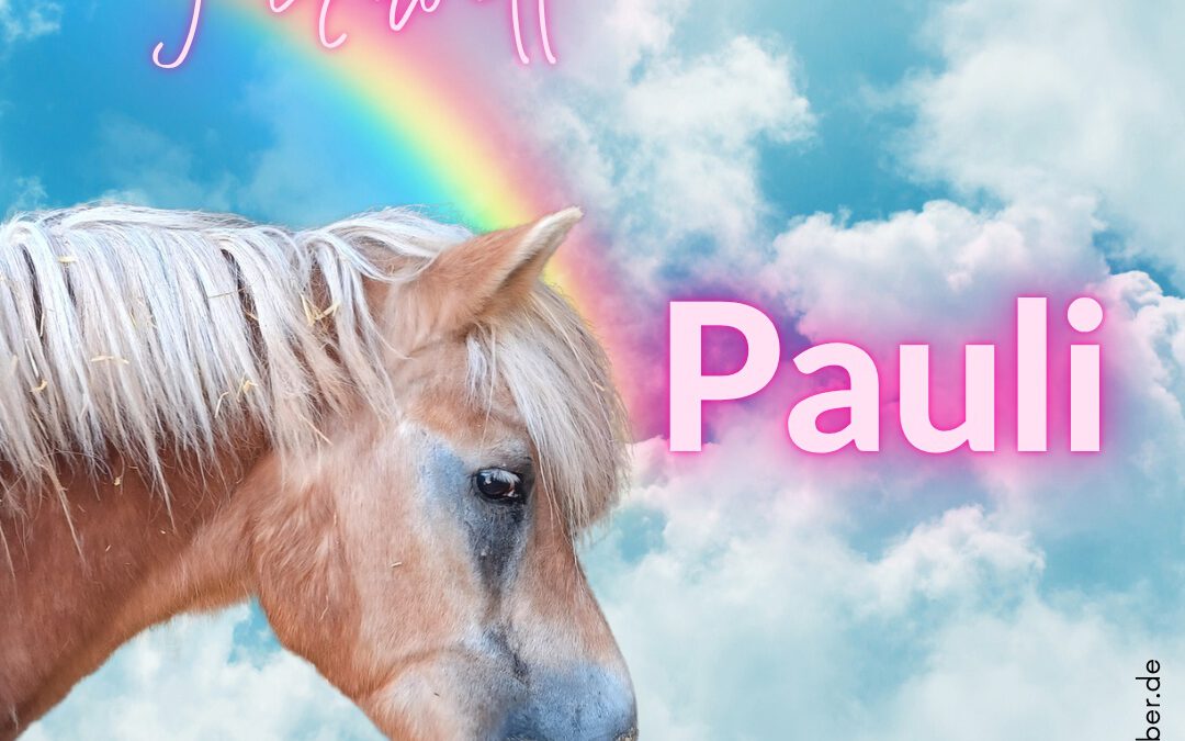 Pauli | Haflinger