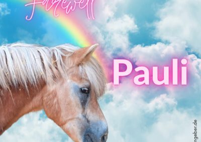Pauli | Haflinger