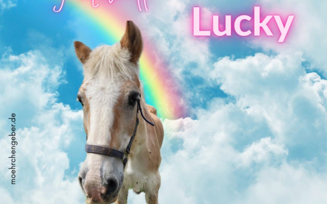 Lucky | Haflinger