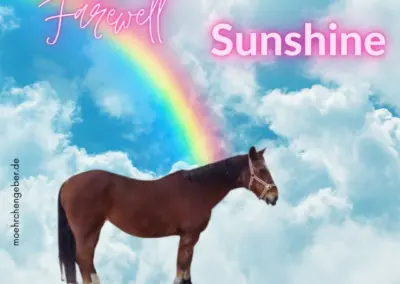 Sunshine | Quarter Horse
