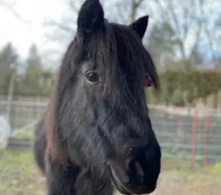 Hella | Shetland Pony