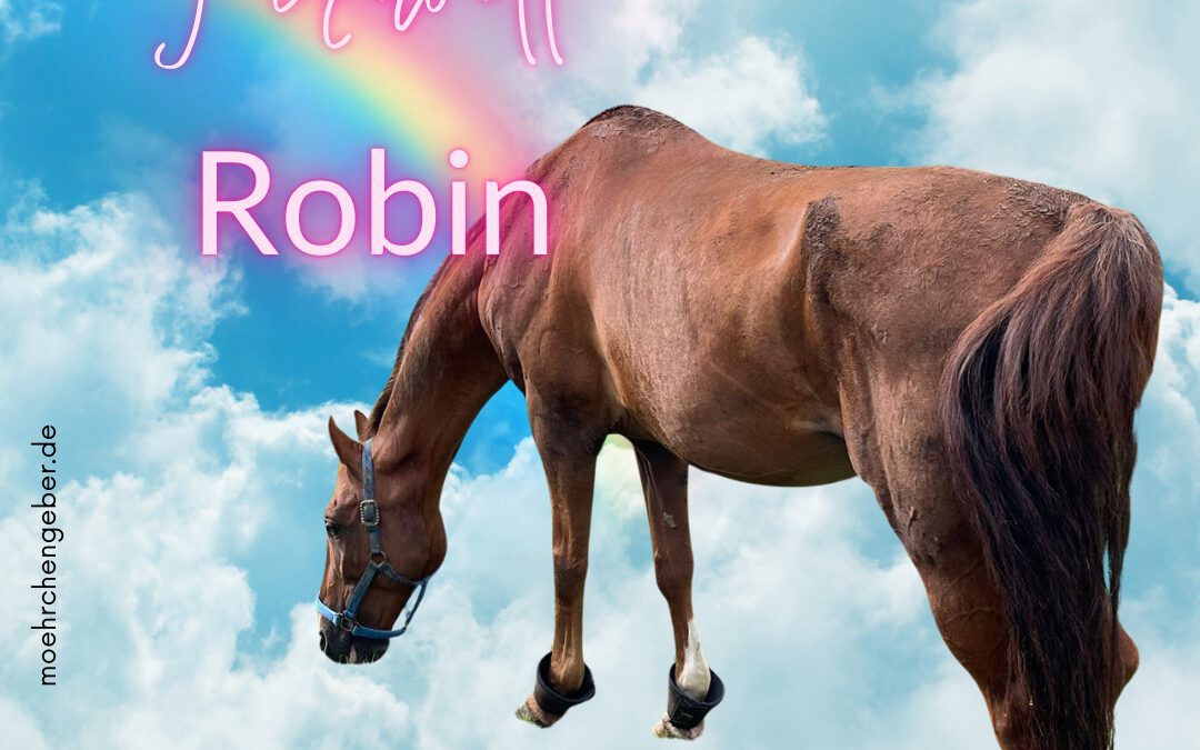Robin Hood | Warmblut