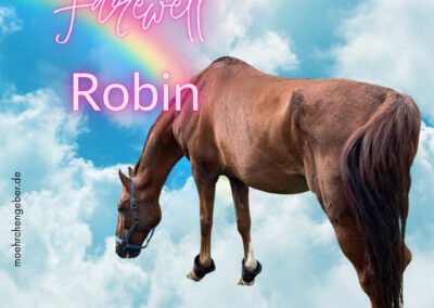 Robin Hood | Warmblut