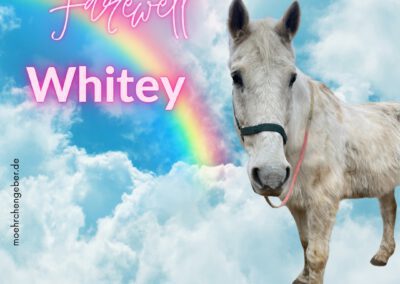 Whitey | Hannoveraner