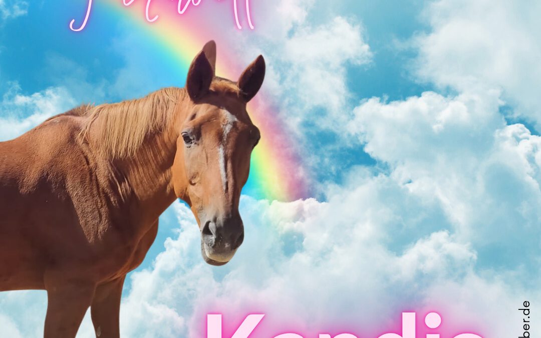 Kandis | Trakehner
