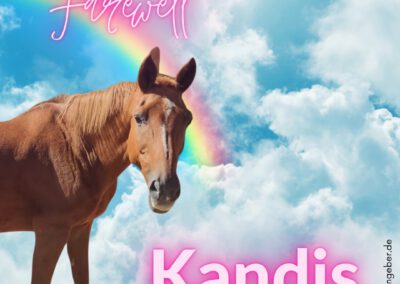 Kandis | Trakehner