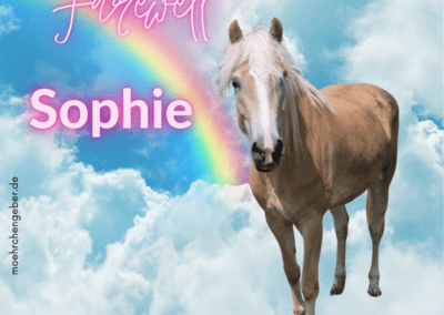 Sophie | Haflinger