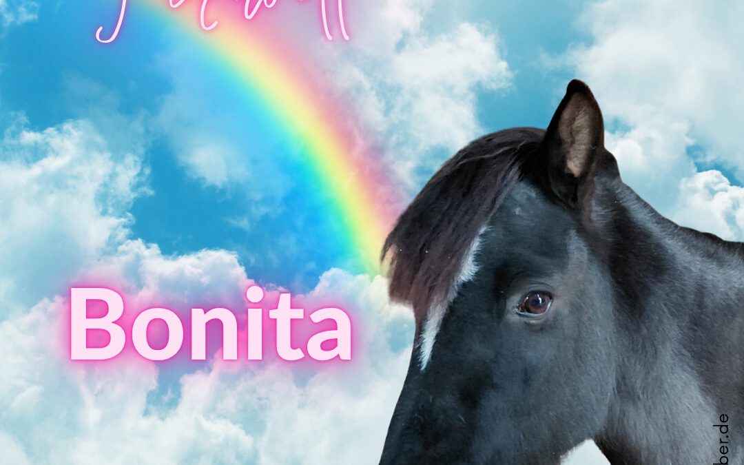 Bonita | Reitpony