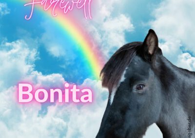 Bonita | Reitpony