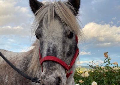 Purzel | Shetland Pony