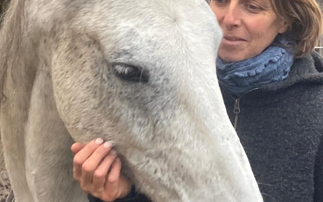 Ramiro | Warmblut-Mix
