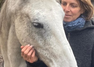 Ramiro | Warmblut-Mix