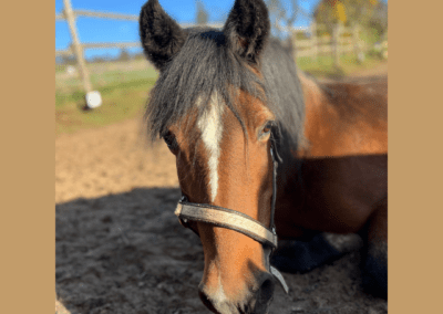 Maja | Welsh Cob