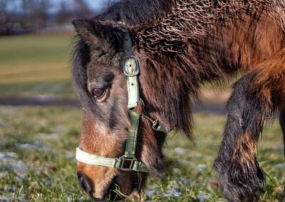 Sissi | Shetland Pony