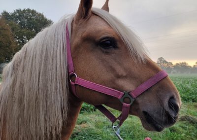 Püppi | Quarter-Haflinger-Mix