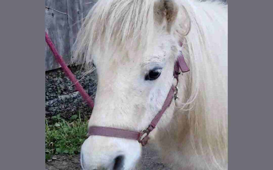 Jolly | Shetland Pony