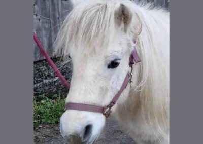 Jolly | Shetland Pony