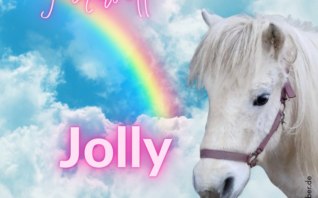 Jolly | Shetland Pony
