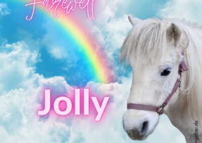 Jolly | Shetland Pony