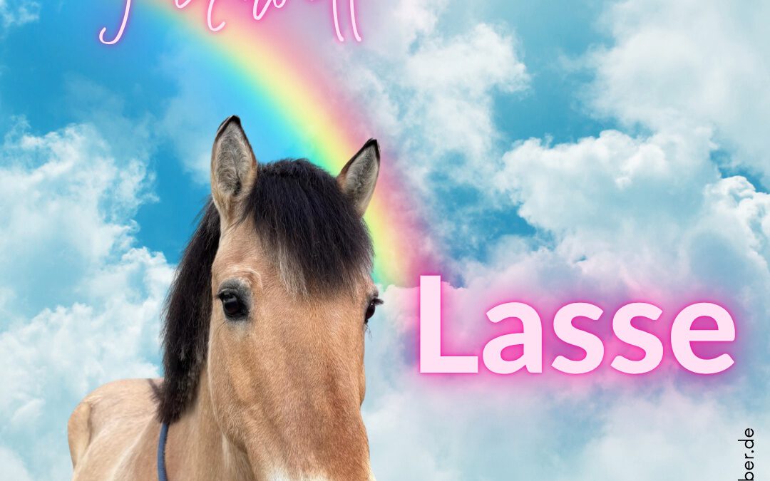 Lasse | Fjord Pferd