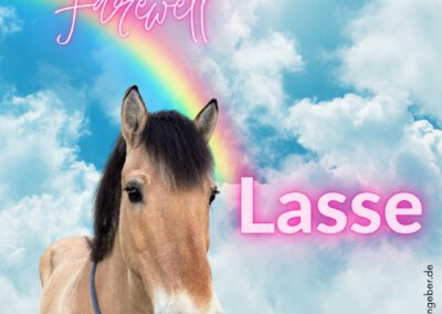 Lasse | Fjord Pferd