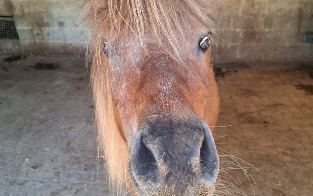 Fritzolino | Shetland-Pony