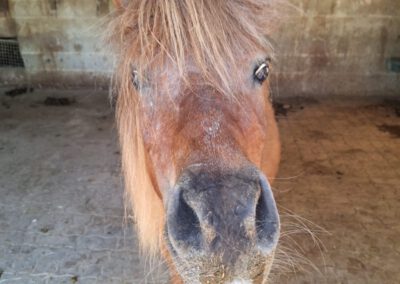 Fritzolino | Shetland-Pony