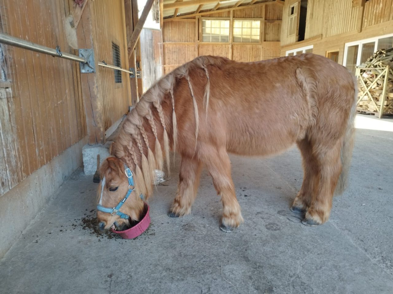 Rotfalbe Pumba | Pony-Mix | Moerchengeber – die vernetzte Tierhilfe für Pferde