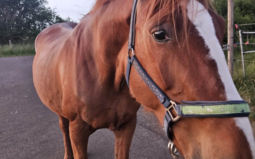 Lotta | Polnisches Warmblut