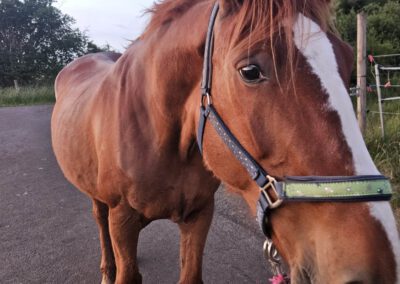 Lotta | Polnisches Warmblut