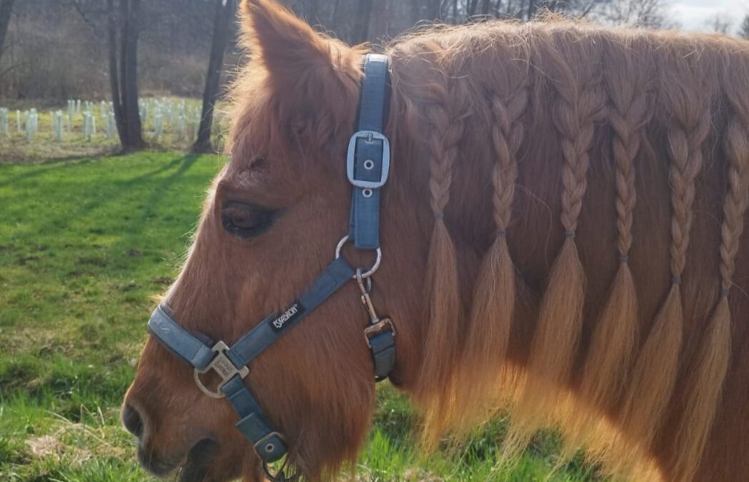 Pumba | Pony-Mix