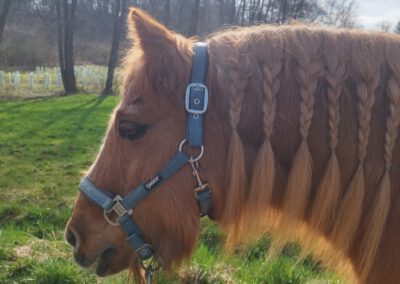 Pumba | Pony-Mix