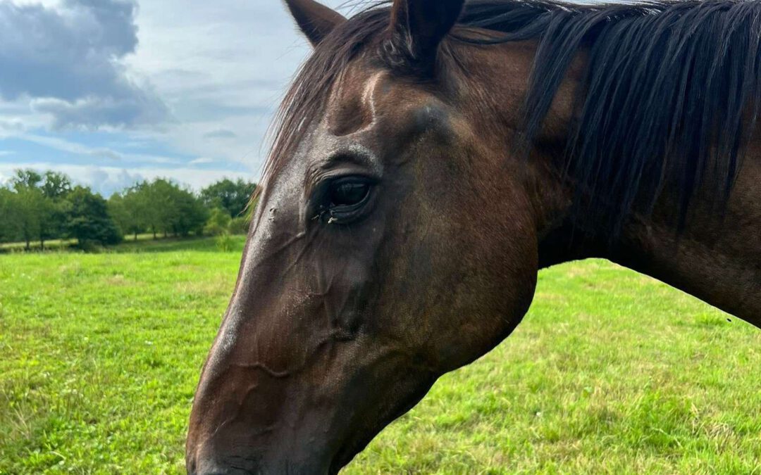 Sandrina | Warmblut