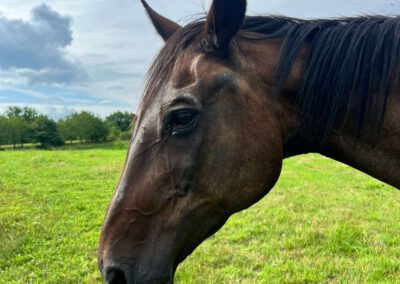Sandrina | Warmblut