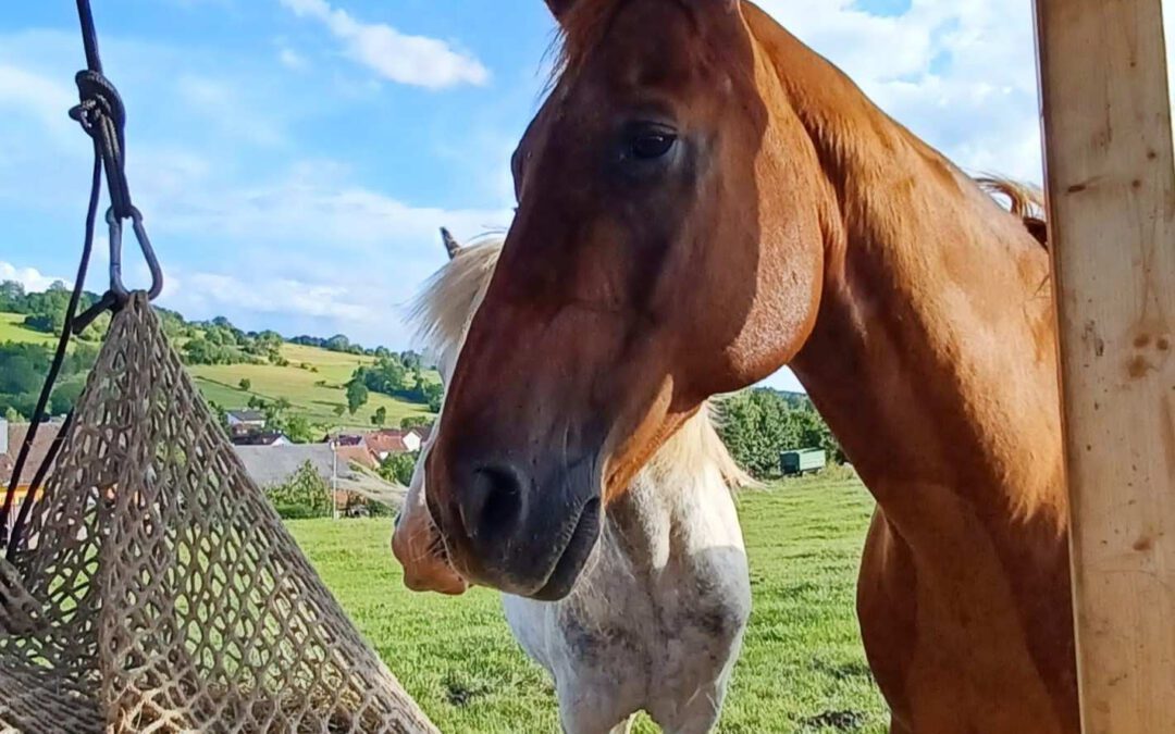Thyson | Quarter Horse