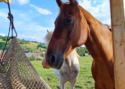 Thyson | Quarter Horse