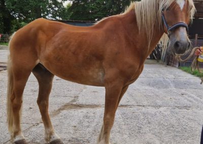 Akku | Haflinger