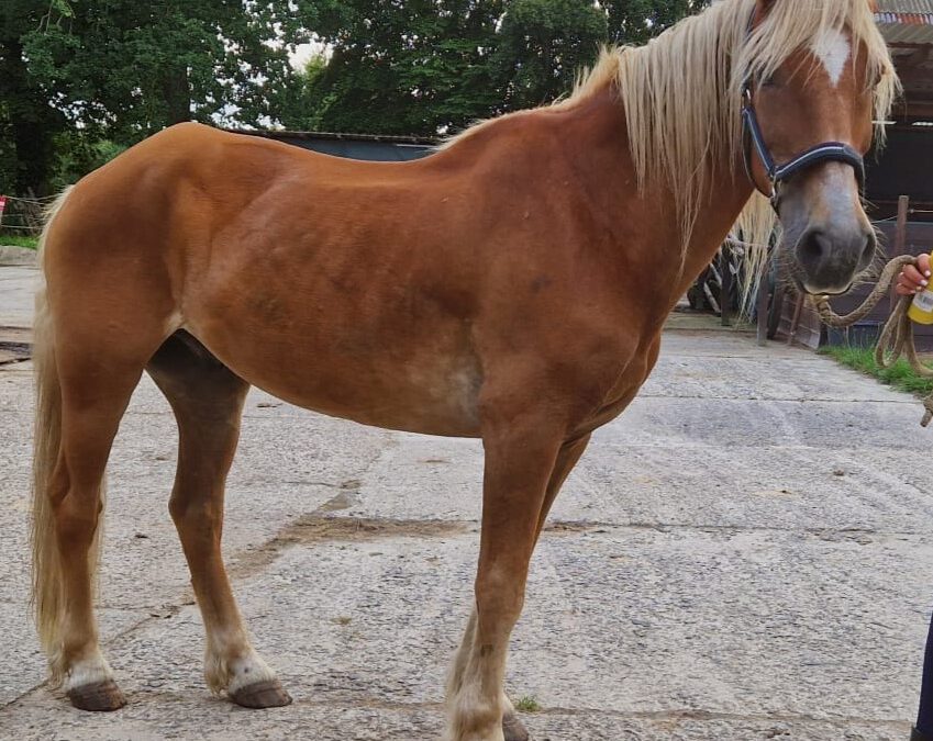 Akku | Haflinger