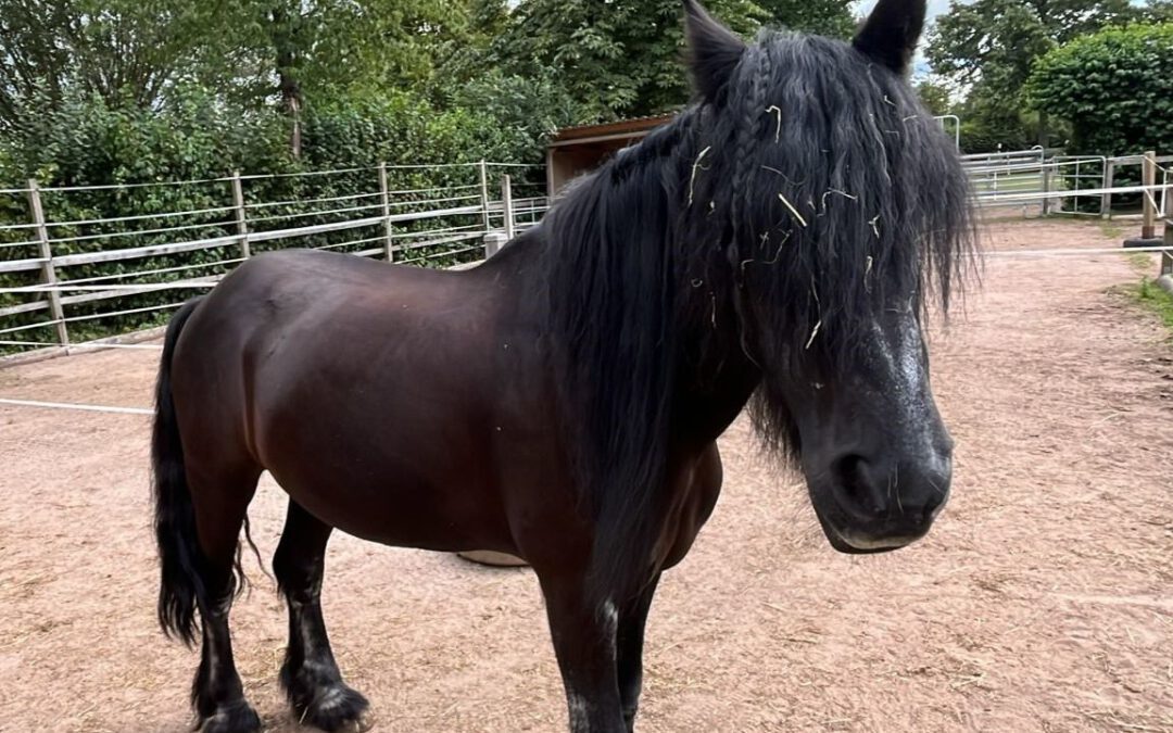 Fellow | Fellpony