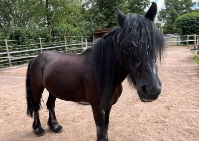 Fellow | Fellpony