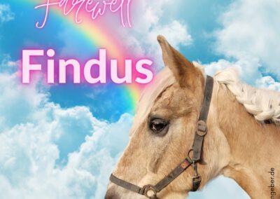 Findus | Haflinger