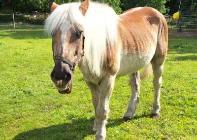Findus | Haflinger