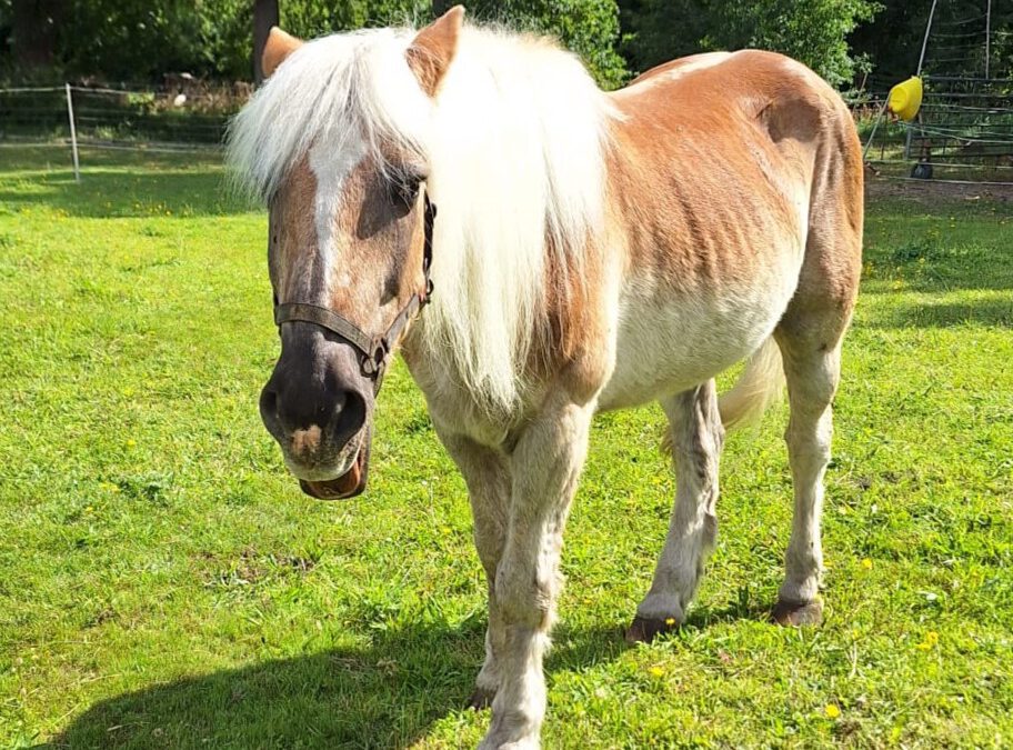 Findus | Haflinger
