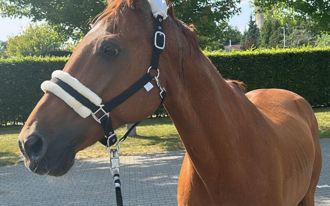 Obora’s Hans (Hans im Glück) | Warmblut