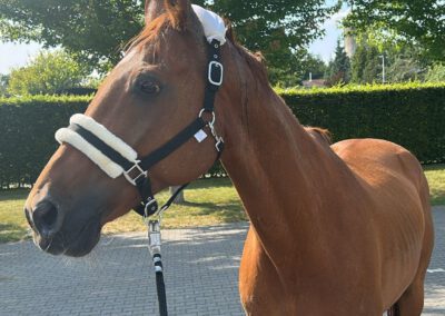 Obora’s Hans (Hans im Glück) | Warmblut