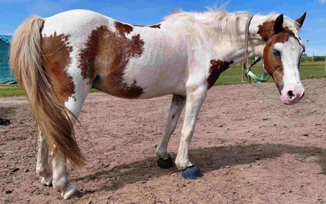 Mikesch | Welsh Pony