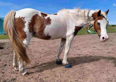 Mikesch | Welsh Pony
