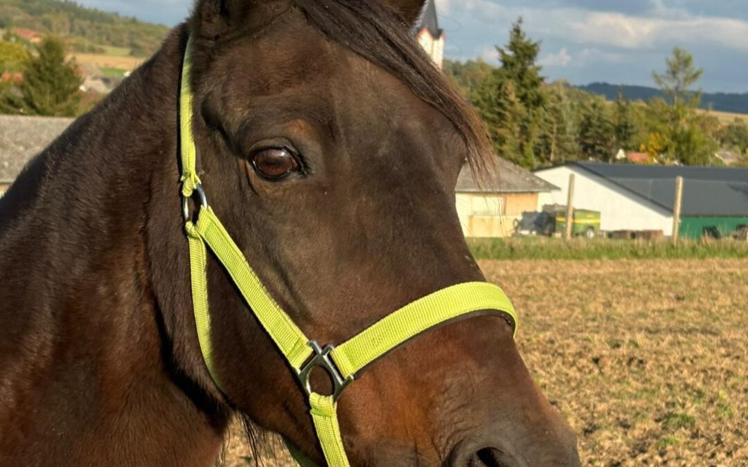 Bailarina | Paso Fino